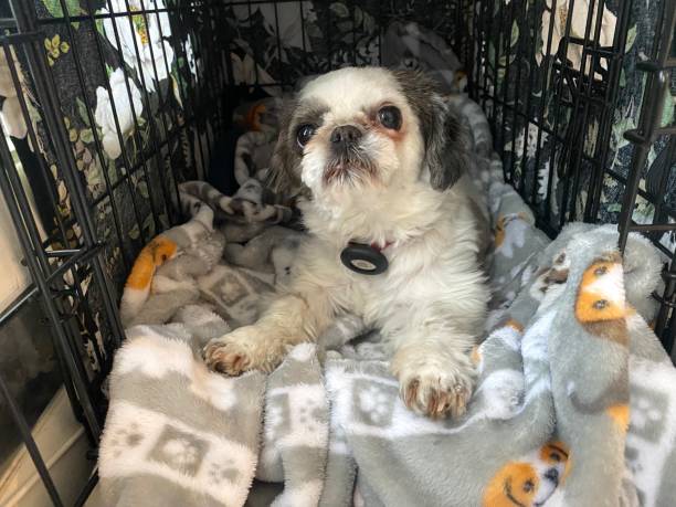 How Many Exotic Animals Are Kept As Pets
