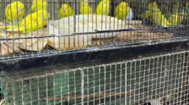 Exotic Pet Trade Stock