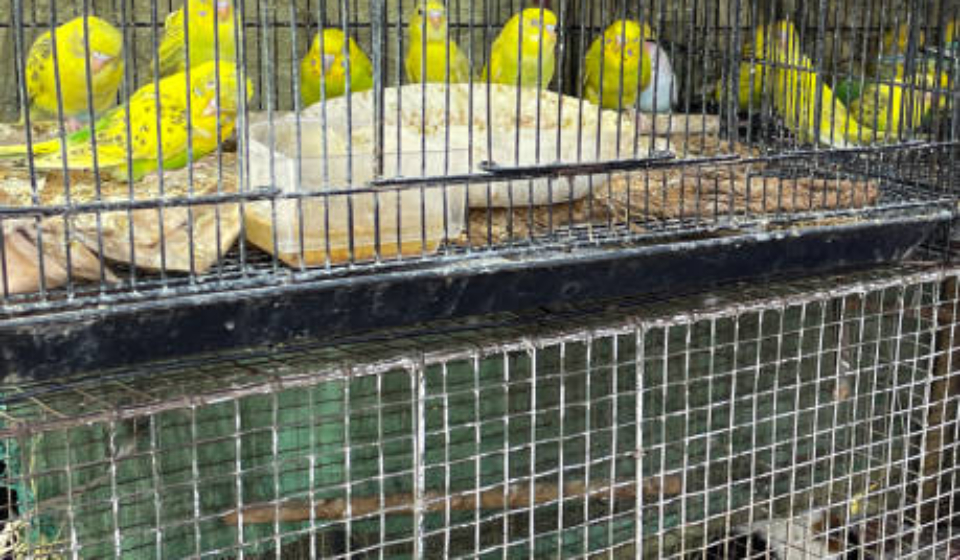 Exotic Pet Trade Stock