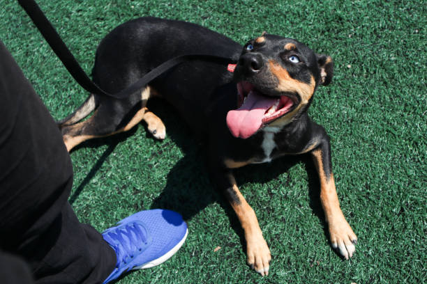 Miles Exotic Pet Rescue