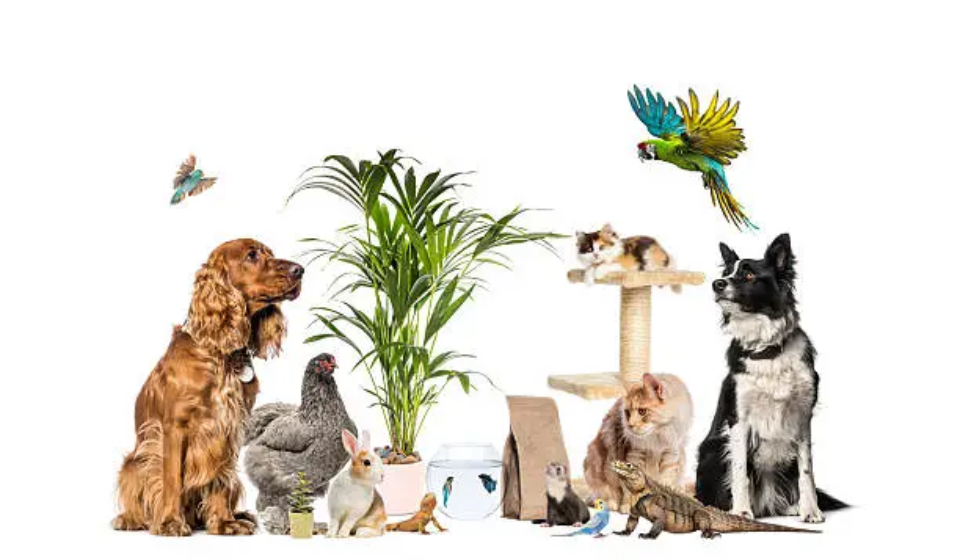 12 Best Exotic Pets for Apartment Living