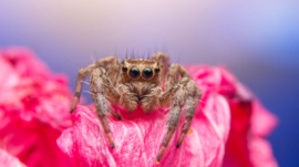Care for Pink-Toed Tarantula