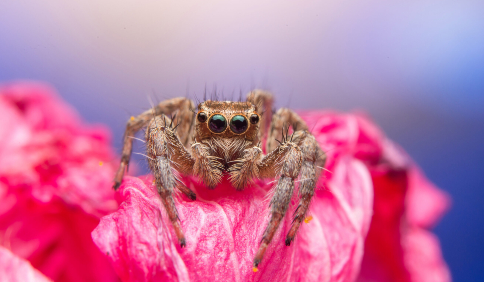 Care for Pink-Toed Tarantula