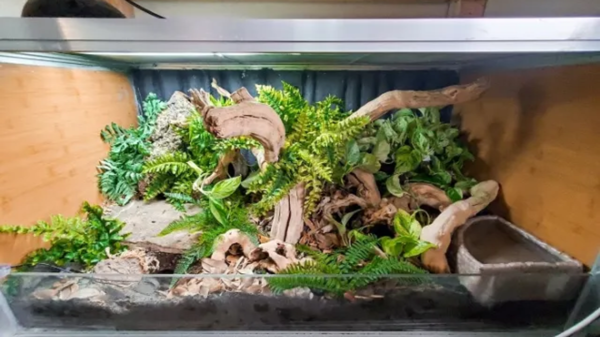 Keeping exotic animals as pets