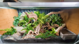 Keeping exotic animals as pets