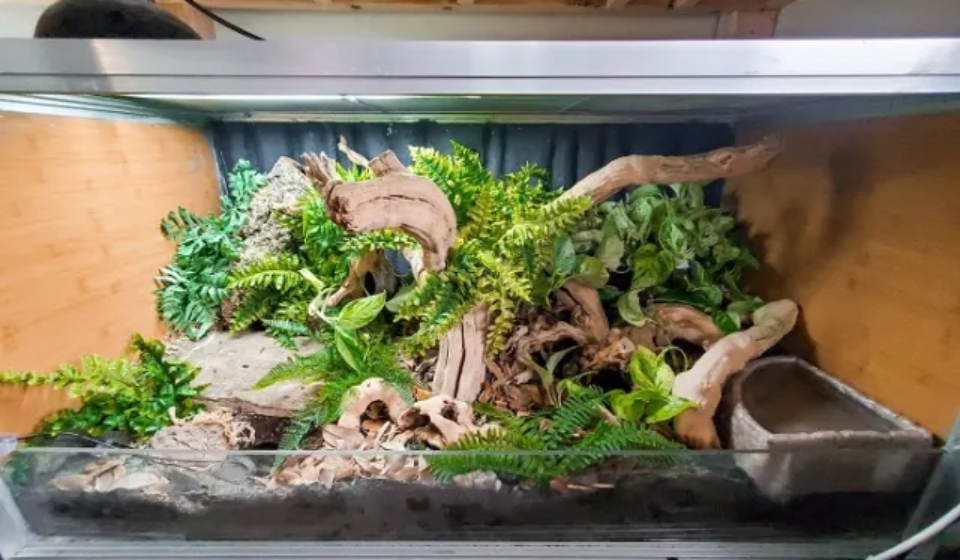 Keeping exotic animals as pets