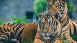 Why shouldn't exotic animals be pets?