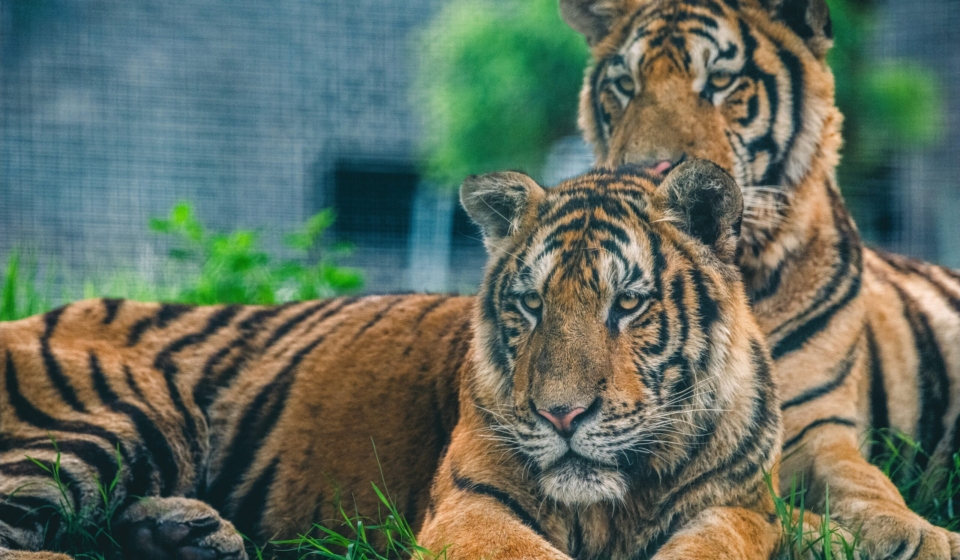 Why shouldn't exotic animals be pets?