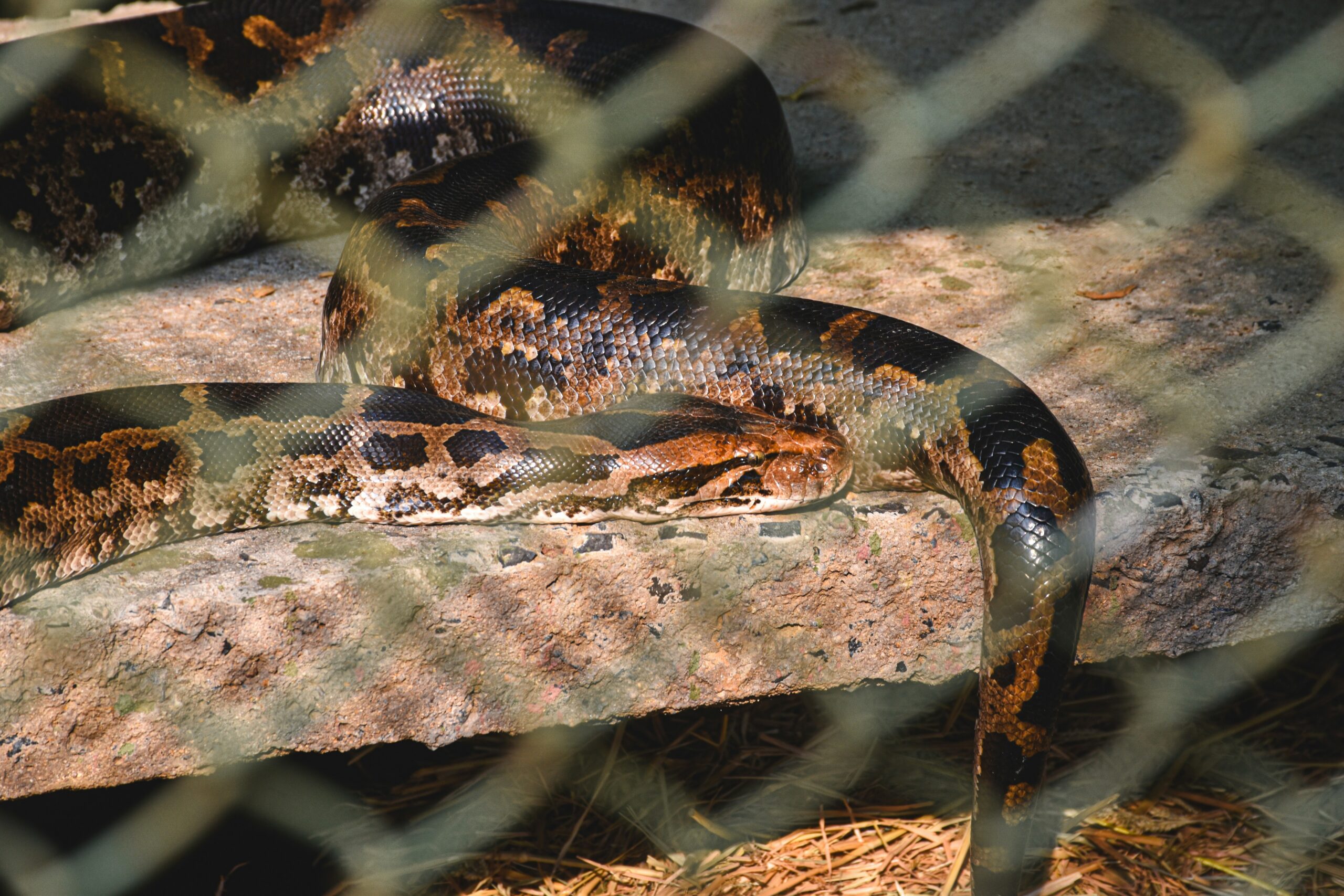 Exotic animals are not pets