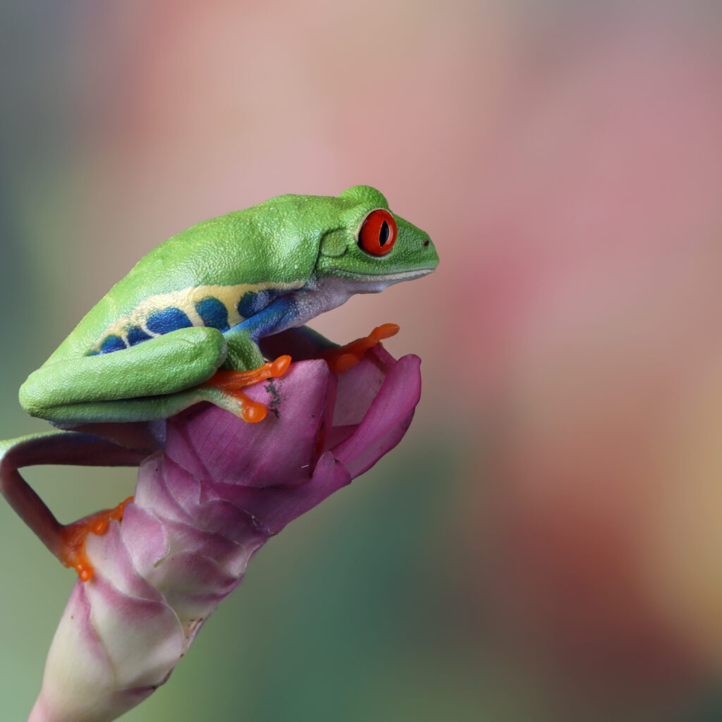 Exotic Animals as Pets articles