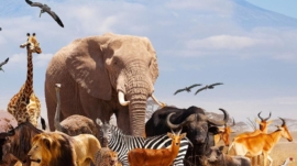 What exotic pets are legal in Arizona