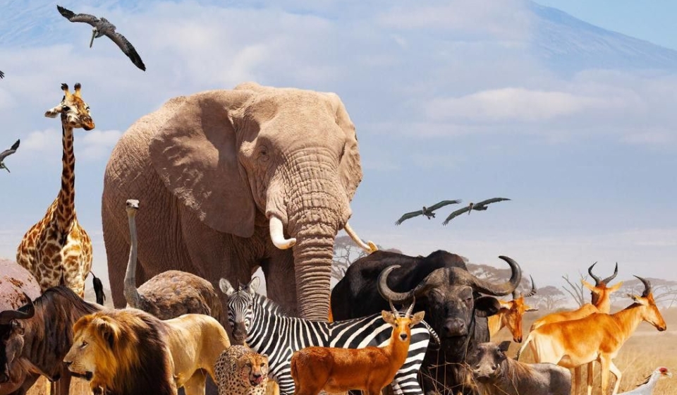 What exotic pets are legal in Arizona